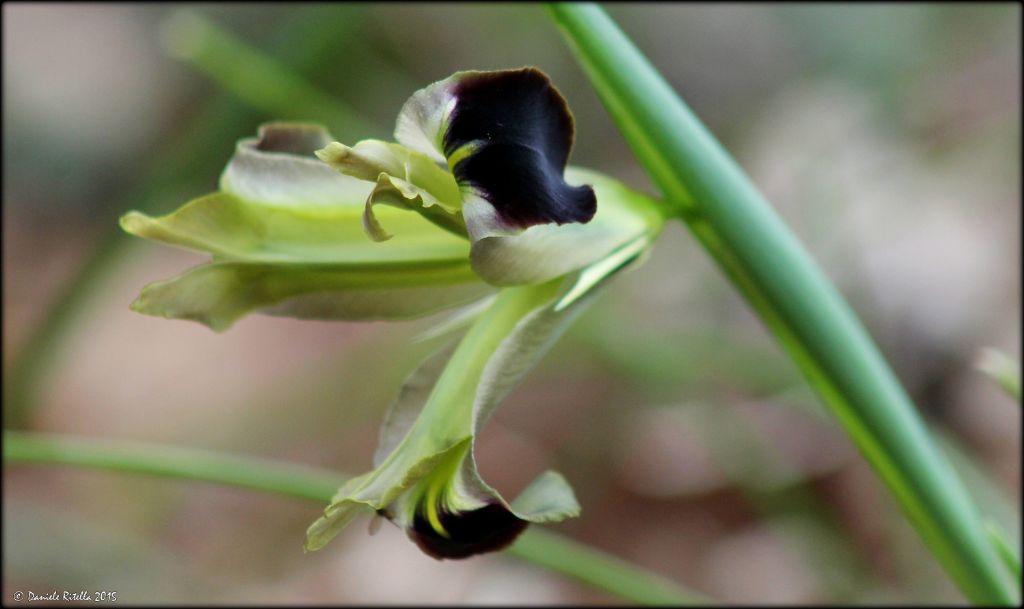 Iris tuberosa / Bellavedova